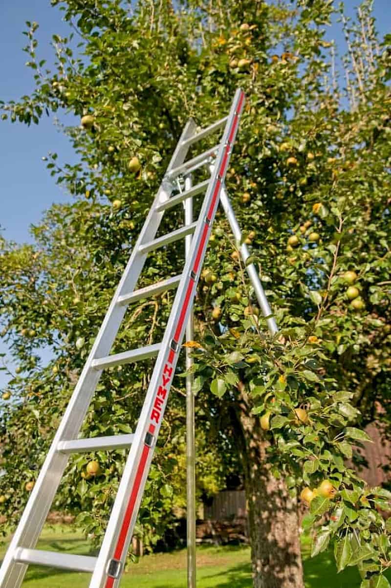 Hymer Obstbaumleiter einteilig im Einsatz